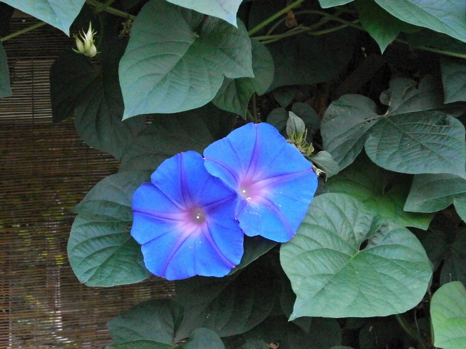 植物 叶子 花 花瓣