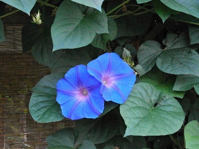 Plant leaf flower petal Photo