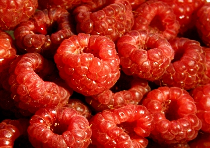 Plant raspberry fruit berry Photo