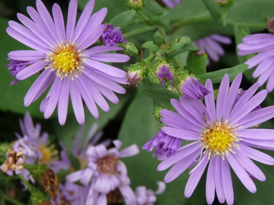 Blüte anlage stengel blatt