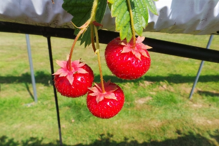 Apple 植物 フルーツ 花 写真