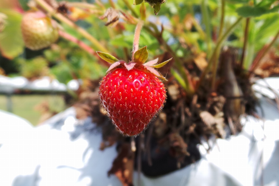 Rama planta fruta baya