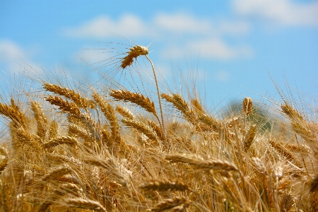 Grass plant field barley Photo