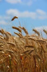 Plant field barley wheat Photo