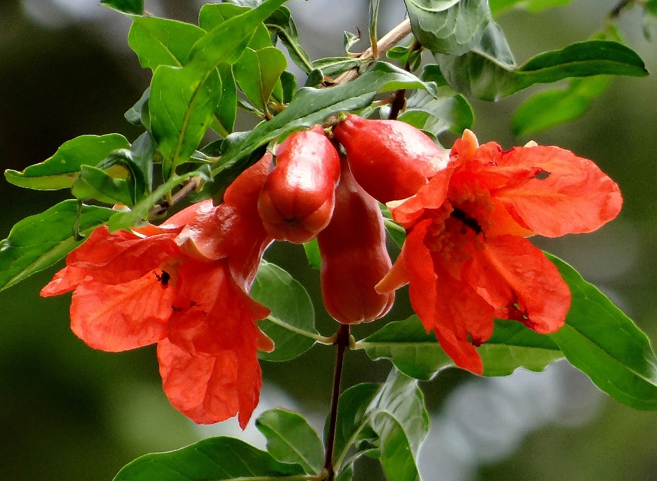 Usine fruit fleur nourriture