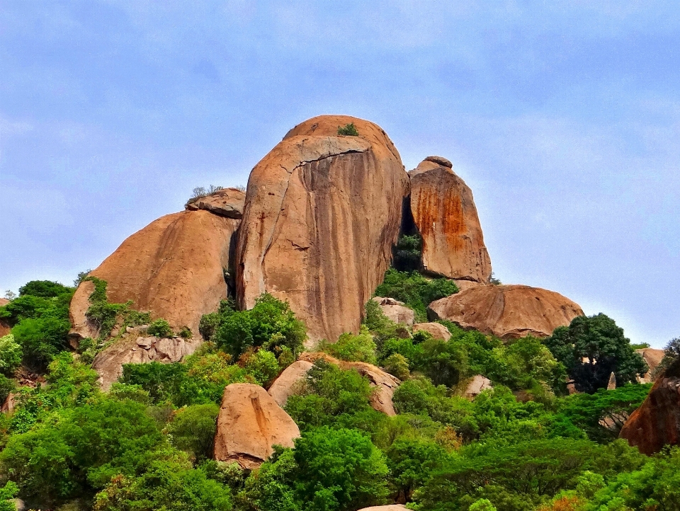 Manzara ağaç rock tepe