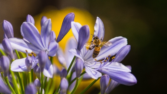 Nature blossom plant flower Photo