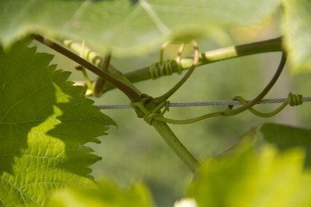 Tree nature branch blossom Photo