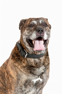 Dog portrait mammal bulldog Photo