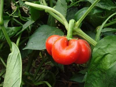 Nature plant farm fruit Photo