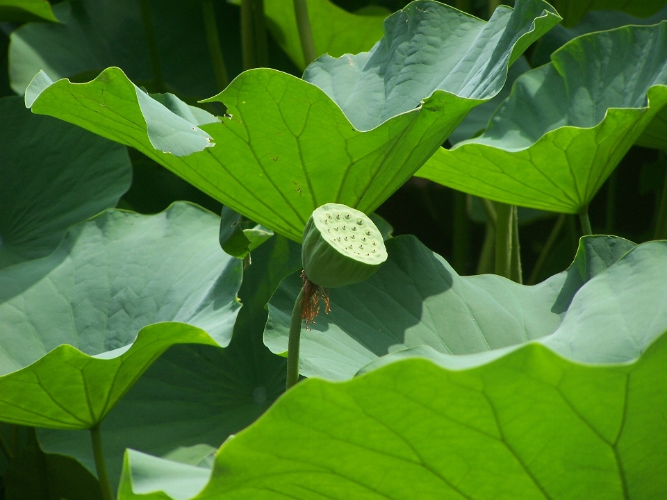 Nature usine lumière du soleil feuille