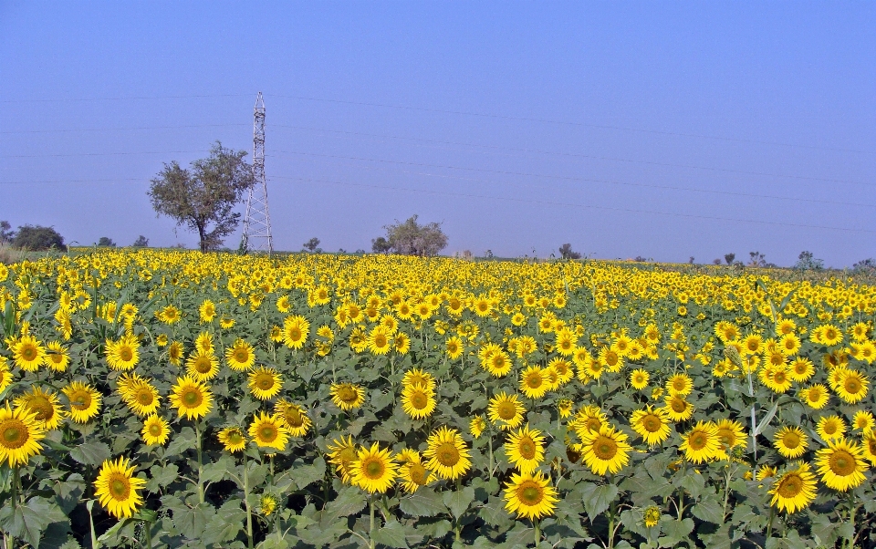 Planta cielo campo prado
