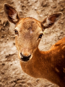 Nature forest wildlife wild Photo