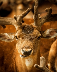 Photo Animal homme faune cerf