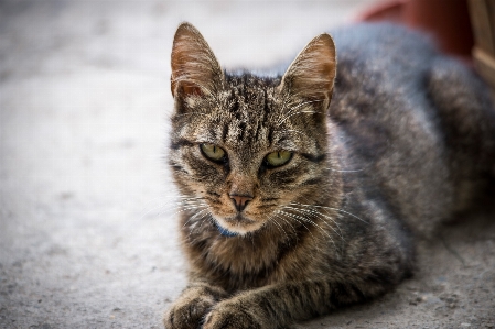 Foto Bicho de estimação gatinho gato mamífero