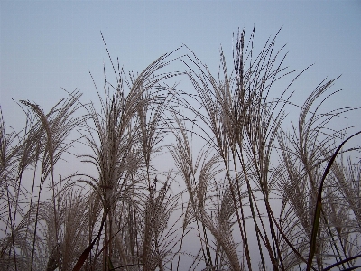 Foto Pohon alam rumput cabang