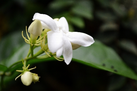 Foto Mekar tanaman bunga botani
