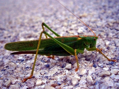 Nature wing photography insect Photo