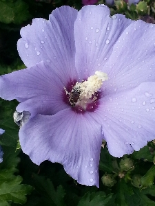 Water nature blossom dew Photo