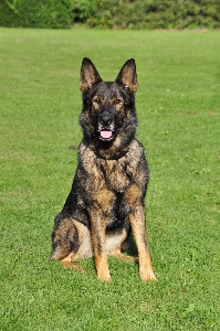 Foto Cachorro bicho de estimação mamífero pastor alemão
