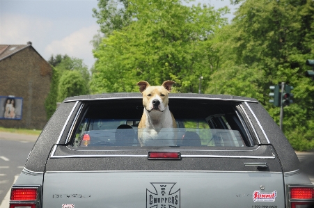 車 運転中 犬 動物 写真