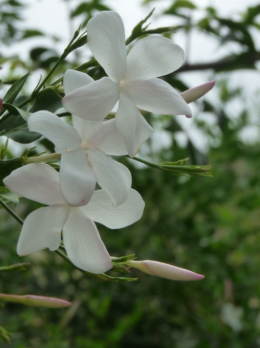 Branch blossom plant bunch