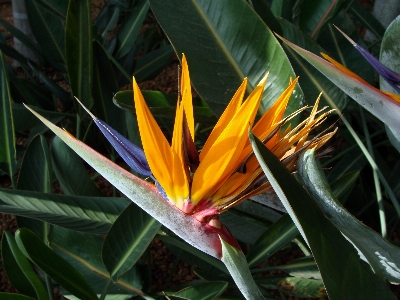 Foto Natureza grama florescer plantar