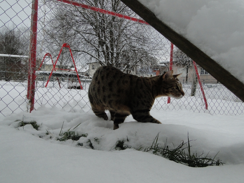 Nieve invierno animal salvaje