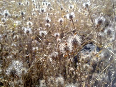 Nature grass wilderness snow Photo