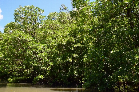 Landscape tree water nature Photo