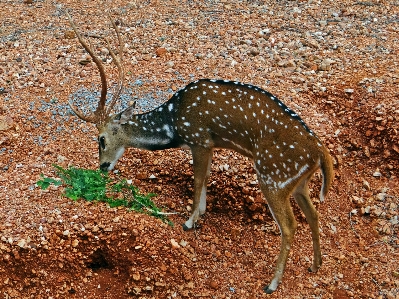 Foto Bepergian margasatwa liar rusa