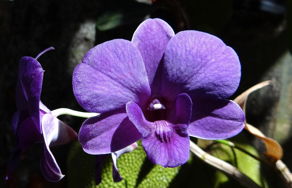 Fiore pianta viola petalo