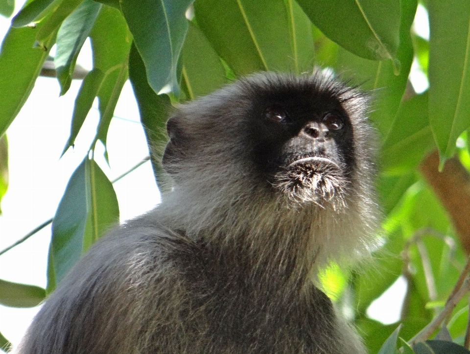 自然 動物 野生動物 哺乳類