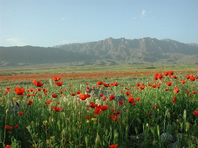 Nature grass horizon blossom Photo