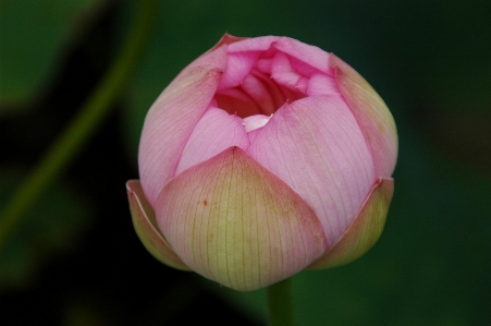 Foto Plantar flor pétala lago