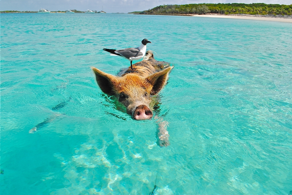 Mare natura oceano animale