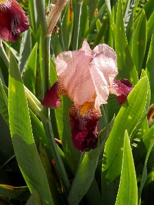 Bitki yaprak çiçek açmak Fotoğraf