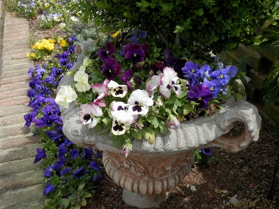 植物 花 公園 アジサイ 写真