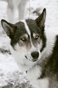 Snow winter old dog Photo