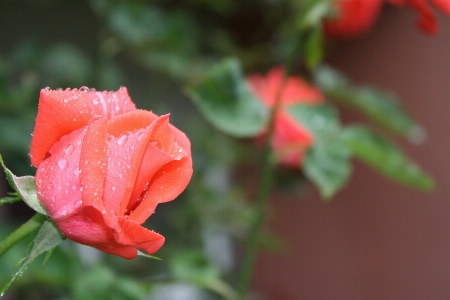 Foto Pianta piovere foglia fiore