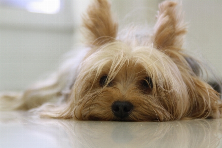 Foto Perro lindo canino
 mascota