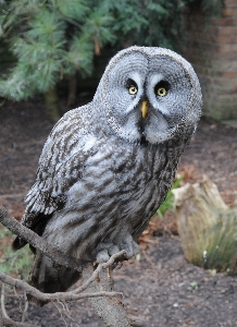 鳥 夜 野生動物 嘴 写真