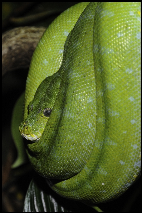 Animal zoo verde biología