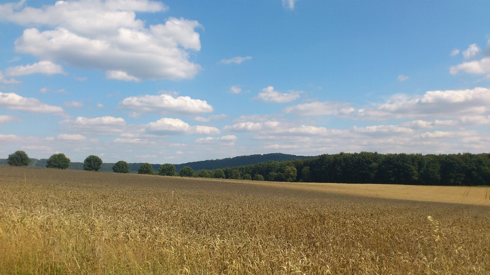 Landscape nature grass horizon