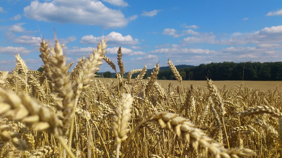 Landschaft natur wolke anlage