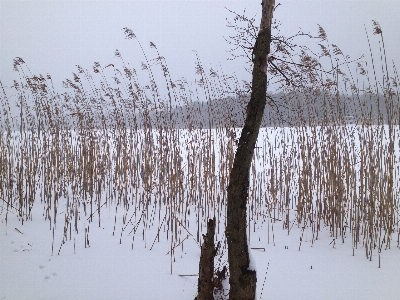 Landscape tree water nature Photo