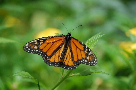 Nature flower animal insect Photo