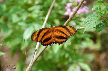 Nature leaf flower animal Photo