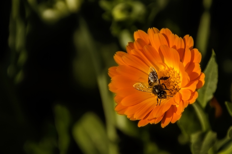 Naturaleza planta flor pétalo