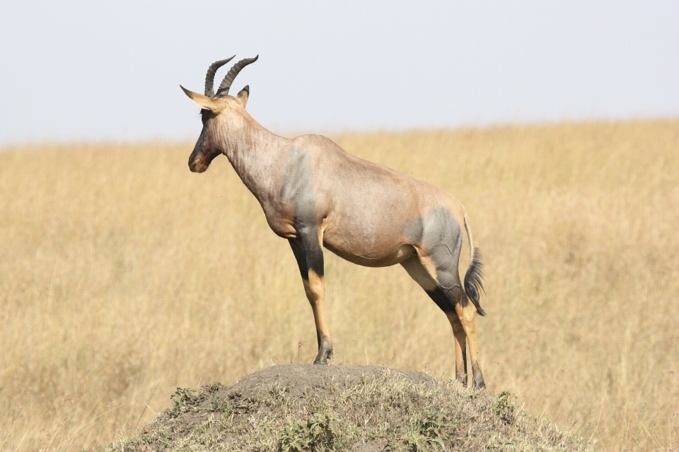 Natur prärie
 abenteuer tier